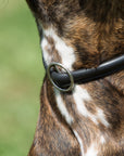 Ausbildungshalsband Kieffer Ultrasoft®