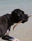 Hundehalsband Kieffer Ultrasoft® Fashion in Schwarz in schlichter, bombierter Ausführung am Hund