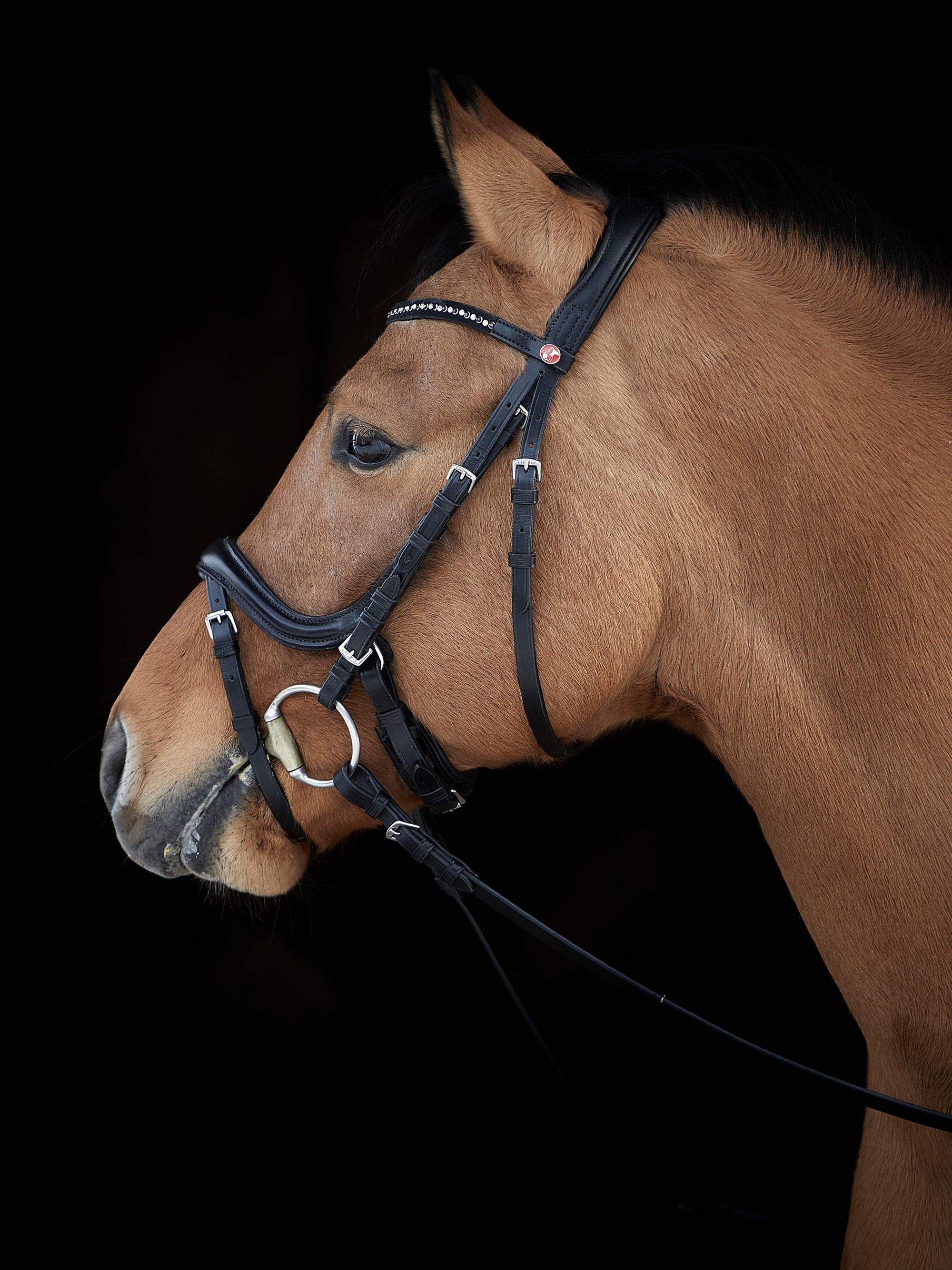 Trense Ilona in Schwarz mit Chrombeschlägen und Stirnband mit schwarzen und weißen Swarovski® Kristallen am Pferd