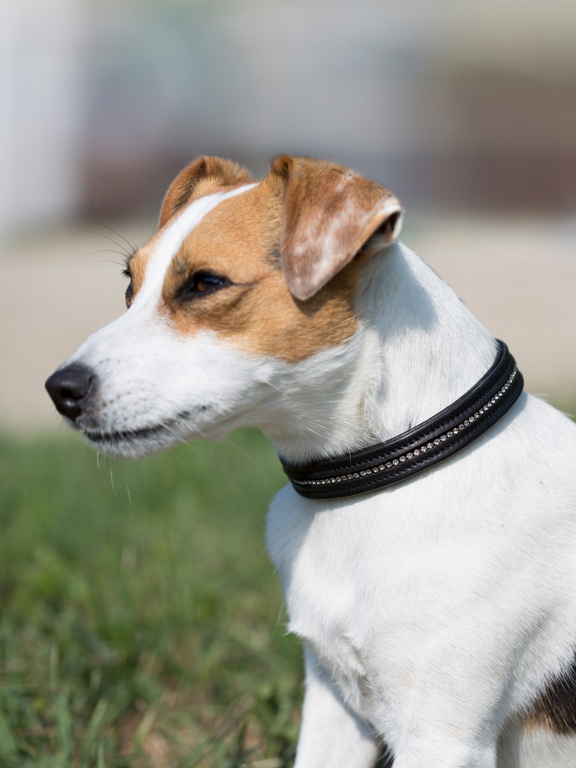 Dog Collar Kieffer Ultrasoft®, with crystals